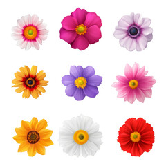 A collection of flowers in various colors