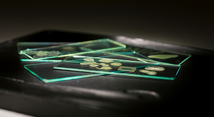 Close-up of Microscope Slides with Plant Specimens - Scientific Research and Microscopic Analysis