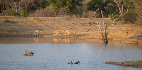 Afrikanische Tiere Weiblicher groß Kudu im Krüger National Park - Kruger Nationalpark Südafrika