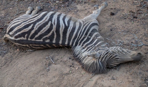 Afrikanische Tiere Totes Steppenzebra nach Schlangenbiss gestorben, im Busch vom Kr&uuml;ger National Park - Kruger Nationalpark S&uuml;dafrika