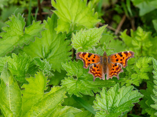 Comma Butterfly Resting on Stinging Nettles