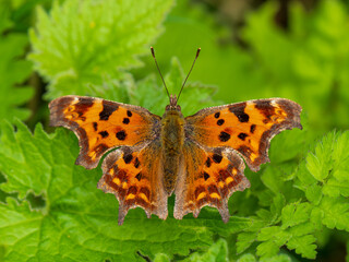 Comma Butterfly Resting on Stinging Nettles