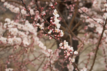 Spring Blossom in Hunza