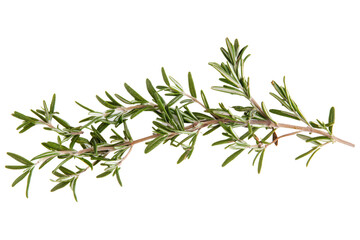Fototapeta premium evergreen fir tree branch isolated on white or transparent