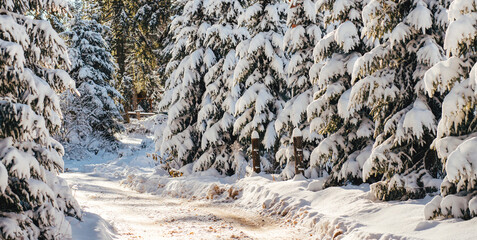 Snow-covered pine trees alongside a scenic winter path illuminated by soft sunlight. A peaceful and tranquil forest setting perfect for nature and winter photography