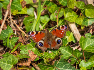 Peacock Butterly Resting on Ivy