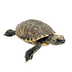 Obraz premium A small turtle is laying on its back