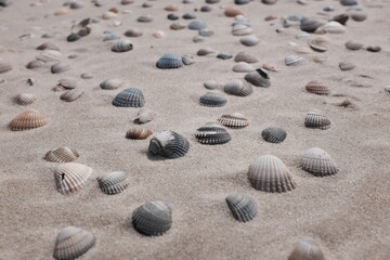 Muscheln am Strand