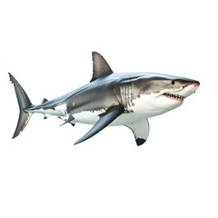 A large white and grey shark is swimming in the ocean