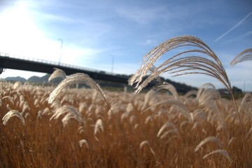 Japanese pampas grass on the riverside.