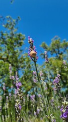 Obraz premium Un escargot sur un brin de lavande (causse de Gramat, parc naturel régional des causses du Quercy, Lot, Occitanie)
