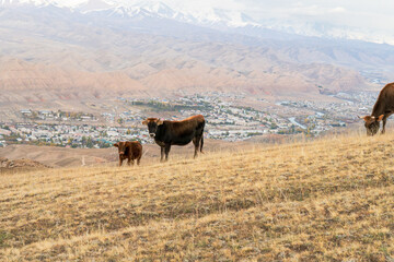 A serene image of a group of cows grazing on a sloped hillside with a breathtaking view of a distant valley, village, and rugged mountains in the background. A tranquil rural scene under a clear sky.
