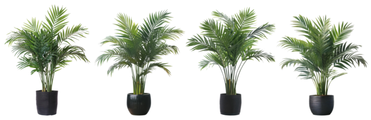 The plant in a black pot png clipart cutout transparent isolated
