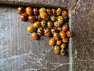 Large group of Harlequin ladybugs (Harmonia axyridis).