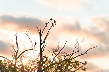 Birds during sunset