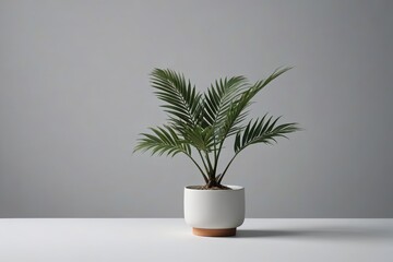 there is a plant that is sitting in a pot on a table