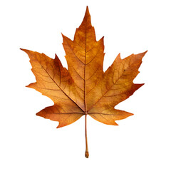 Obraz premium Autumn Leaf Outdoors Nature Photography Natural Environment Close-up Seasonal Change Focus on Vibrant Colors and Textures for Stunning Visual Appeal