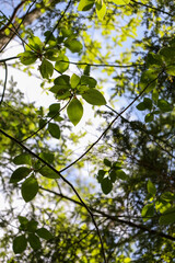 Fototapeta premium Low-angle view of trees with lush green leaves