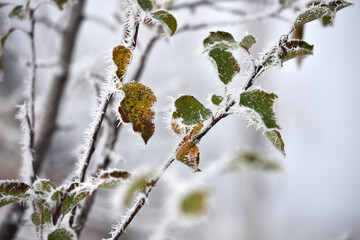 leaf on a branch in frost needles. Morning frost. Rime. Late fall, first frost, on a tree branch. winter background. leaves are covered with white frost. low temperature. beauty of nature. season