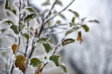 leaf on a branch in frost needles. Morning frost. Rime. Late fall, first frost, on a tree branch. winter background. leaves are covered with white frost. low temperature. beauty of nature. season