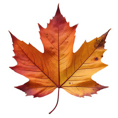 Fototapeta premium Autumn Leaf Falling Nature Trail Macro Photography Outdoor Environment Close-up View Seasonal Beauty and Change