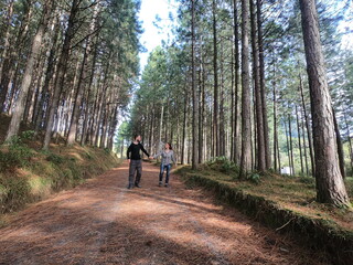 Fototapeta premium casal em estrada ladeada por eucaliptos 