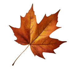 Captivating Autumn Scene Featuring a Vibrant Maple Leaf on a Wooden Surface Nature Photography Outdoor Setting Close-Up Perspective Seasonal Beauty