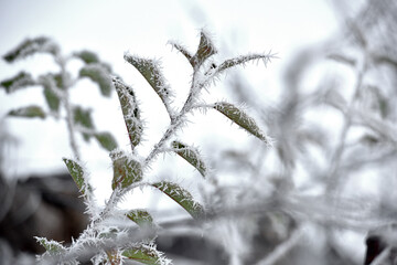 leaf on a branch in frost needles. Morning frost. Rime. Late fall, first frost, on a tree branch....