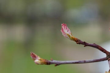 Close-up view of a tree branch with fresh sprouts