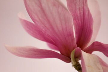 Close-up of a pink magnolia flower with delicate petals against a soft background