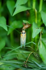 Periodical (Pharaoh) Cicada emerging from its shell on a leaf in a lush green environment