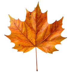 Obraz premium Autumn Leaves Falling Nature's Beauty Close-Up Photography Outdoor Environment Bright Colors Seasonal Changes for Photography Enthusiasts