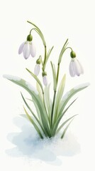 Snowdrops emerging through the snow.
