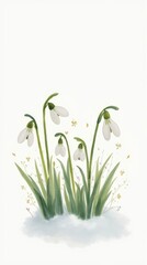 snowdrops, spring flowers, delicate, blossoms, copy space.