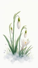 Illustration of snowdrops and crocuses emerging from melting snow in early spring.