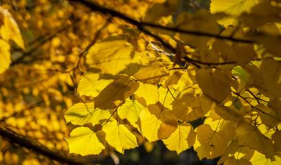 Golden autumn leaves bask in soft, filtered sunlight, creating a warm, glowing tapestry in the backdrop of a deciduous forest. The delicate transition of seasons with vibrant colors and gentle light.