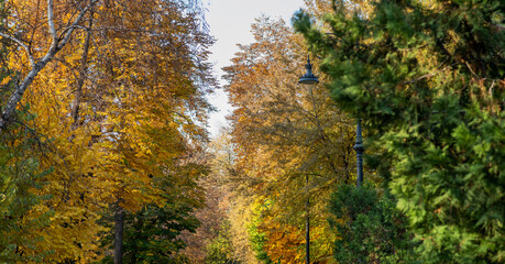 A serene park path is lined with trees showcasing their autumn splendor. The golden and green foliage creates a vivid canopy, with a classic streetlamp adding to the picturesque scene.