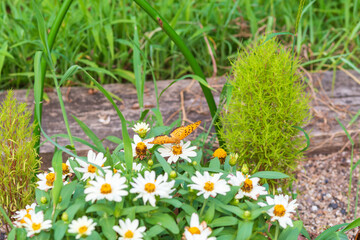 シロバナとチョウの自然な共演