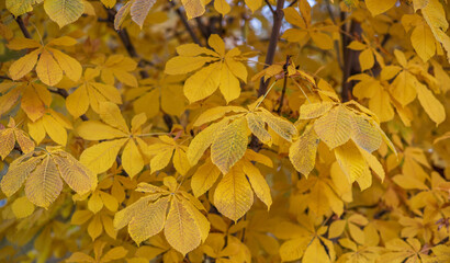 a dense cluster of vibrant yellow leaves with delicate veins, from a grove of deciduous trees, bathed in soft natural light, indicative of a serene autumn day.