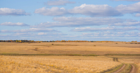 Fototapeta premium An expansive golden field stretches under a wide sky, with layers of white clouds. A distant treeline autumn's color, of yellow and orange foliage offering a contrast to the gold of the grassland.