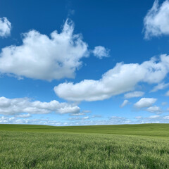 Obraz premium A scenic landscape of bright green grass and a vivid blue sky with light white clouds softly drifting 