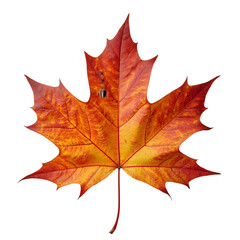 Obraz premium Autumn Leaf Display Natural Environment Close-Up Photography Vibrant Colors Nature Seasonal Change for Enhanced Aesthetic Appeal