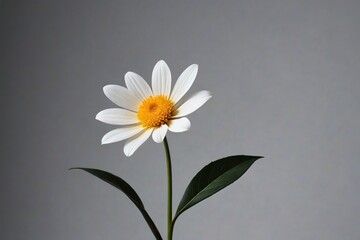 Obraz premium there is a white flower with a yellow center in a vase