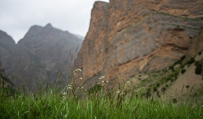 lush green meadow with delicate wildflowers and grass in the foreground, set against a dramatic backdrop of steep, rugged cliffs partially obscured by mist on mountainous region.