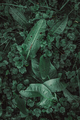 green plant leaves in the garden in springtime, green background