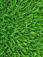 Naklejka premium Lush green grass texture with visible individual blades and varying shades of green, background, texture