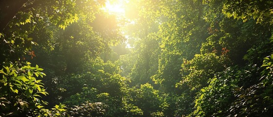 Obraz premium Lush forest canopy with sunlight filtering through, outdoors, trees