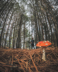 cogumelo vermelho com pintas brancas crescendo em floresta 