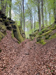 A distant person walking alone in the forest on a path over ground covered in dry leaves. Mullerthal region in Luxembourg
