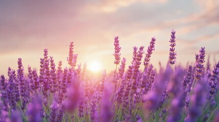 Naklejka premium A dreamy lavender field stretching into the distance, with purple blooms swaying gently under a pastel sunset sky